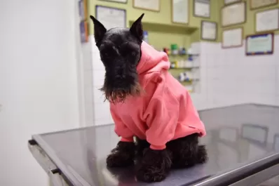 Se viene el frío, ¿necesitan abrigo extra las mascotas?