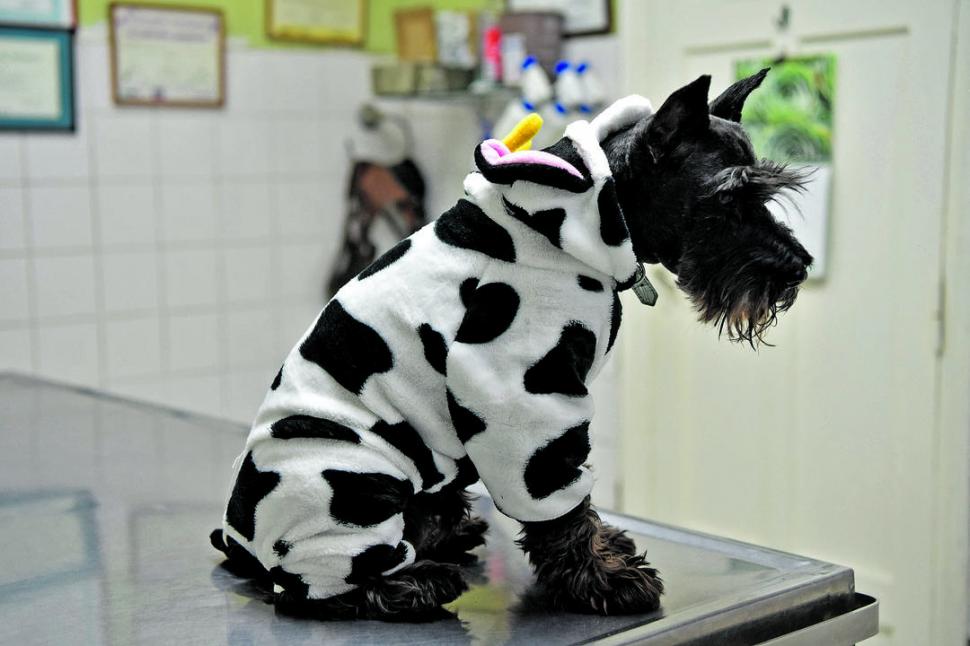 LO MÁS PEDIDO. Es este modelo llamado “cuatro patas”, una especie de enterito polar que les cubre todo el lomo y las extremidades.-