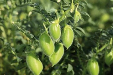 Buenas perspectivas de siembra de garbanzo en Tucumán, ciclo 2019