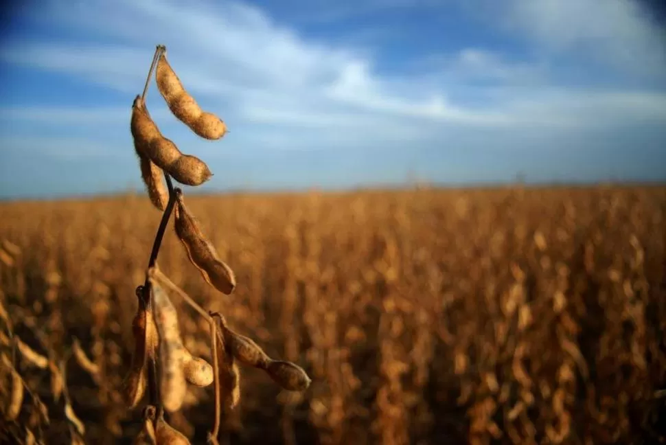 PROBLEMAS. Las jornadas con fuerte nubosidad y lloviznas impiden que los campos y las plantaciones se sequen. 