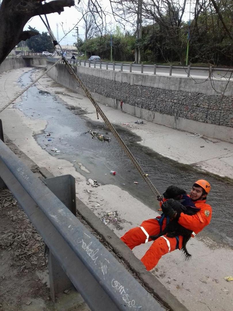 EN UN CANAL. Uno de los bomberos rescata un perro que había caído.