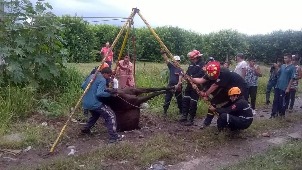 LIBERADO. El equipo saca un caballo del pozo ciego al que había caído. 
