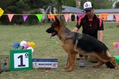 Ovejeros alemanes compiten en Alberdi