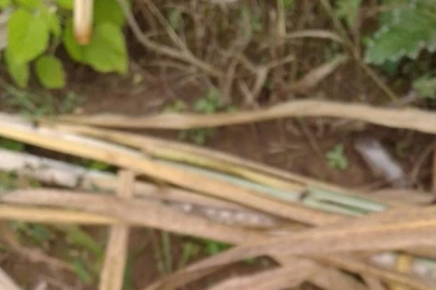 Monitorear si hay Diatraea saccharalis