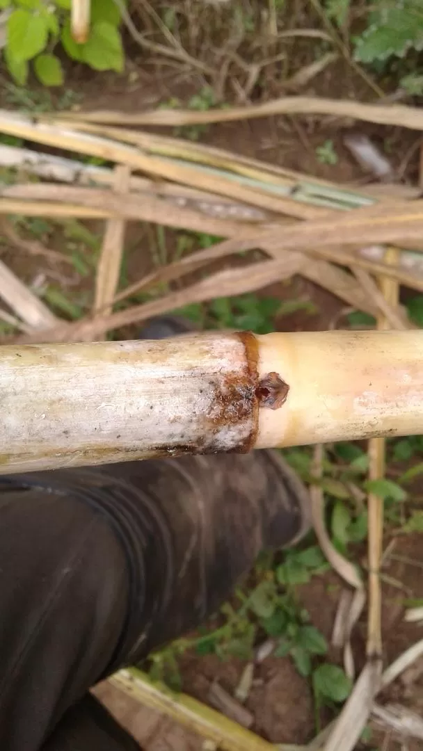 EL GUSANO. Perfora el tallo, que es la vía de entrada para hongos y bacterias  