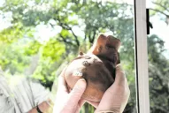 La niña pájaro que revive en Tafí Viejo