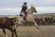 En el NOA hay cabañas que producen buenos criollos