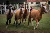 “El criollo es el caballo nacional por excelencia  y patrimonio cultural de la Argentina”
