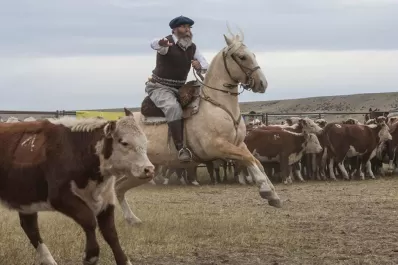En el NOA hay cabañas que producen buenos criollos