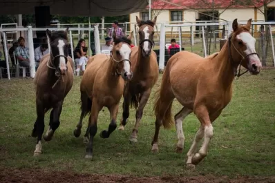“El criollo es el caballo nacional por excelencia  y patrimonio cultural de la Argentina”