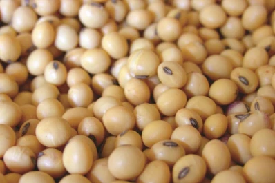 La soja sufre por la guerra EEUU-China