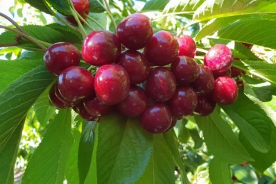 Proponen trabajar en la fruticultura argentina como lo hizo un cluster de productores chilenos