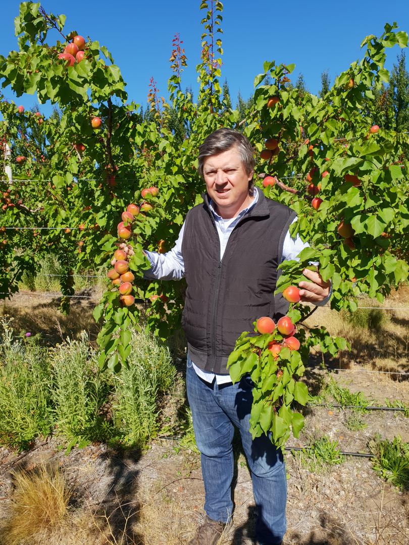 ADOLFO STORNI. Produce cerezas en Río Negro y Chubut, y arándanos en Salta y provincias del NEA. 