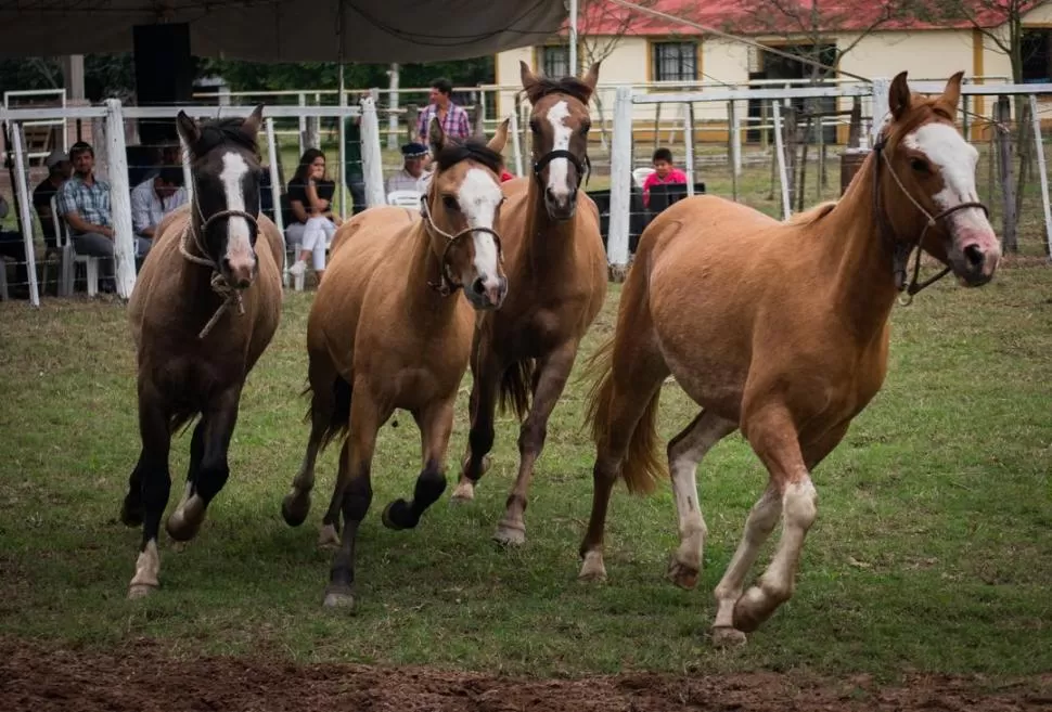 ALGUNAS CARACTERÍSTICAS. Entre 1,40-1,80 m de alzada; cruz baja; mucho instinto baquero; son caballos rústicos, de cañas cortas, y buena costilla.  gentileza diego bottegal 