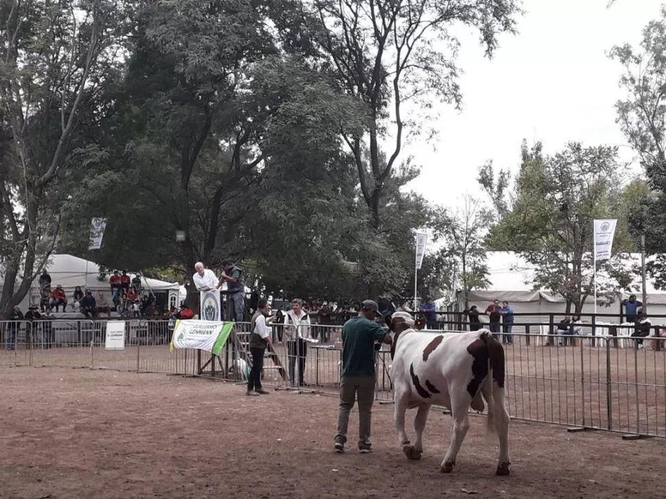 OTRA ACTIVIDAD. Se realizó el tradicional Remate de Ganado Lechero, donde presentaron buena genética. GENTILEZA SECRETARÍA DE DESARROLLO PRODUCTIVO