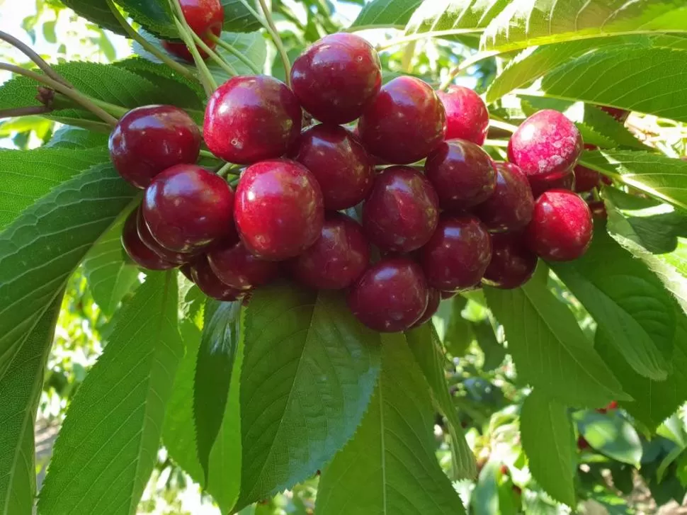 UN BOOM. La industria frutícola chilena exportó por U$S 1.200 millones en cerezas frescas, donde el 90% de ese valor tuvo a China como destino. GENTILEZA ADOLFO STORNI