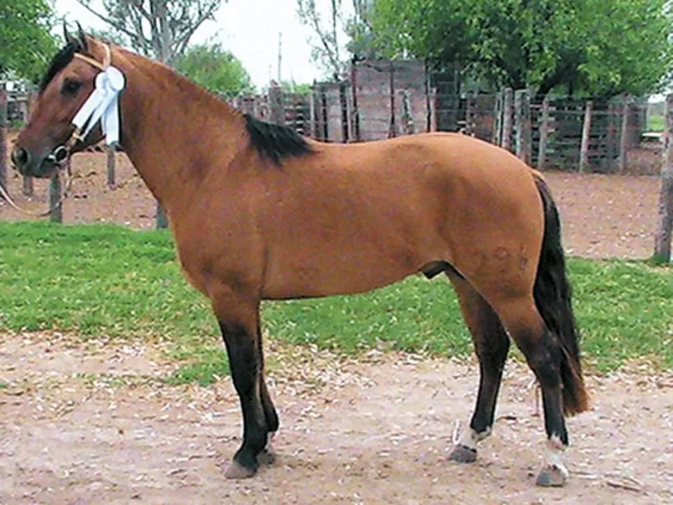 YANTA PAYANA. El macho Bagualero fue galardonado en el año 2007. GENTILEZA YANTA PAYANA