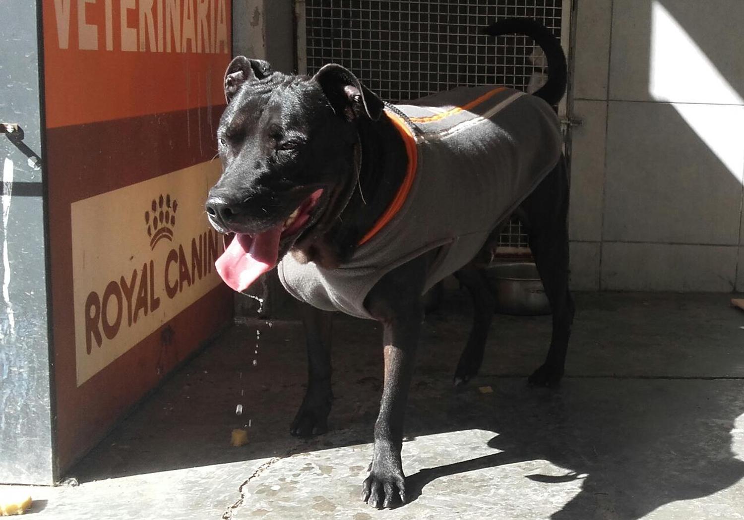 EL NEGRO HOY. Un día de paseo por la vete.