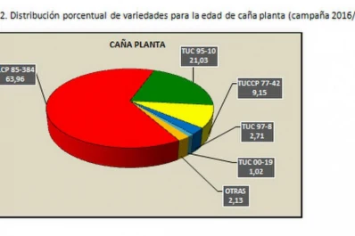 LCP 85-384 sigue siendo la principal genética cultivada (76,78%)