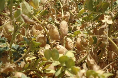 El garbanzo es una buena alternativa invernal