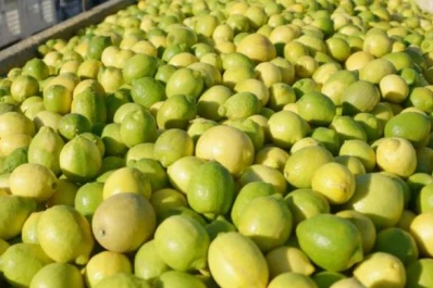 Integrarán conocimientos para lograr una producción citrícola más sustentable