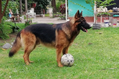 Sí a la adopción animal: realizarán un evento de concientización en el parque 9 de Julio