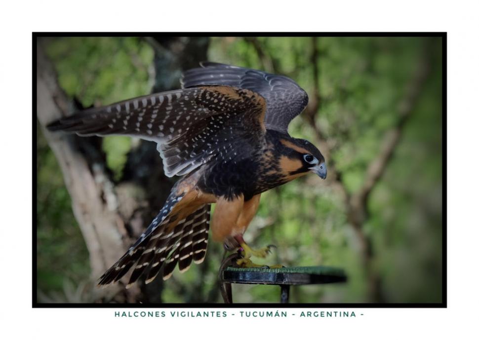 ALERTAS. Los halcones vigilan su zona y no dejan acercar a ningún ave.