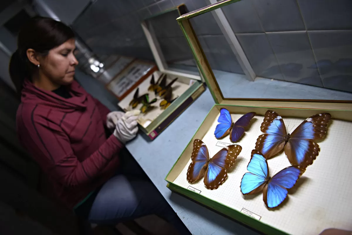 La Fundación Miguel Lillo muestra sus mayores tesoros