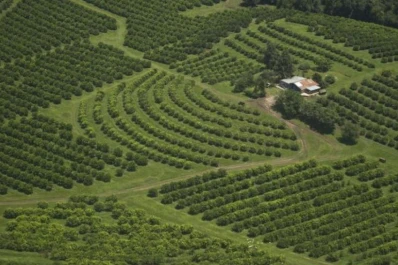 Las lluvias de otoño retrasaron la cosecha de limón y la fruta se pasó del calibre para exportar