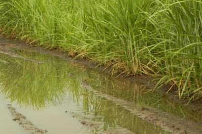 Mayo se caracterizó por la alta variabilidad de las lluvias