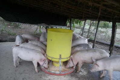 Es posible autoabastecerse de carne porcina