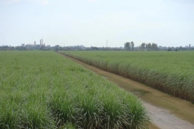 “Tucumán redujo 5,4% la superficie con caña”