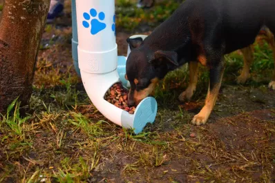 Instalan paradas animales para alimentar a los perros callejeros