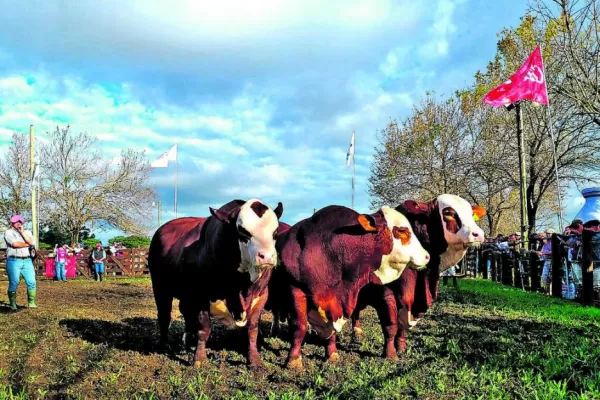 Buenos toros presentó La Asunción en la Expo Nacional Braford