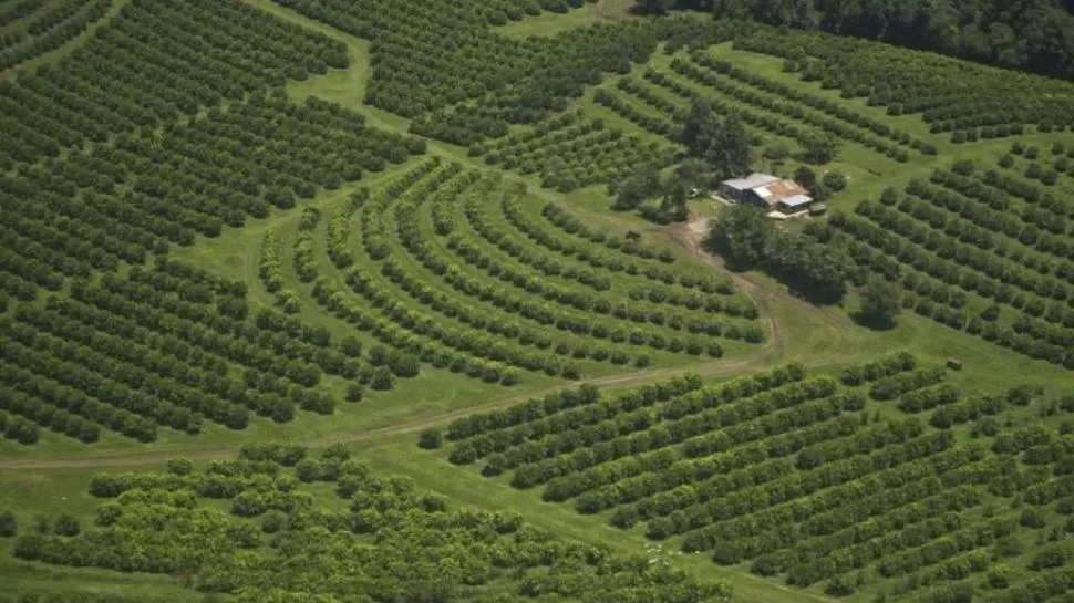 TARDANZA. La gran cantidad de días de lluvias no permitió el ingreso de los cosecheros a las quintas, lo que perjudicó la calidad y sanidad de la fruta. LA GACETA 