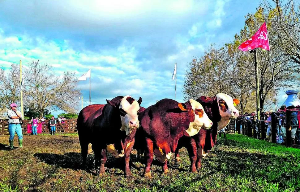 EN CORRIENTES. El Conjunto Macho a Corral de La Asunción mostró su calidad durante la recorrida por la pista. 