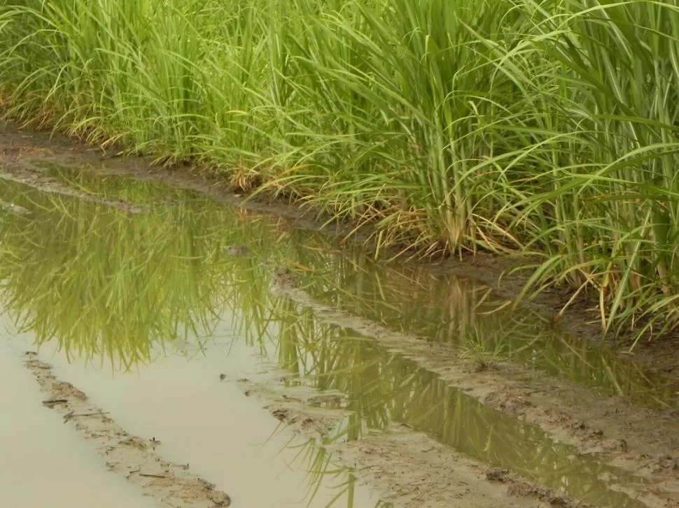 AGUA. Se retrasó la zafra azucarera. 