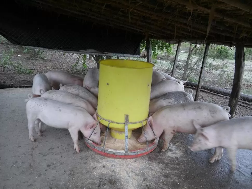 PREFERENCIAS. El consumo de carne porcina ocupa el tercer lugar, después de la bovina y la de pollo. 