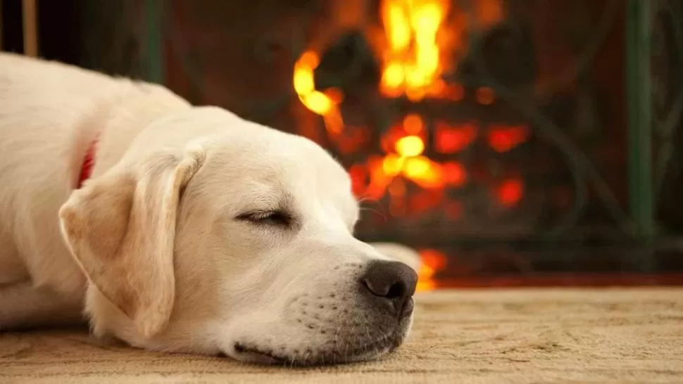 CUIDADO CON EL CALOR. Hay que recordar que los animales ya tienen un “pulóver” gracias a su pelo. 