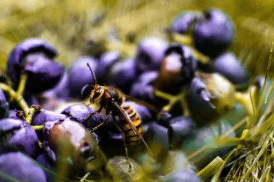 Traen abejas de Buenos Aires para polinizar campos con arándanos de Tucumán