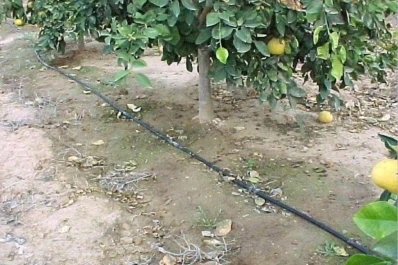 El riego ayuda a obtener frutos de calidad y uniformes