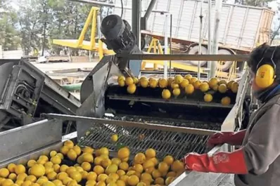 La cosecha y el empaque de limón ingresan a los Convenios de Corresponsabilidad Gremial