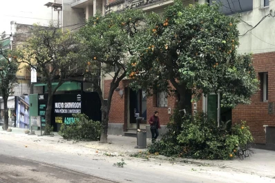 Una vecina denunció que hicieron una masacre con los árboles en Virgen de la Merced al 800