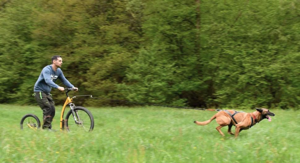 Los beneficios de practicar deportes al aire libre con tu perro 