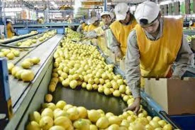 Las condiciones climáticas atrasaron la campaña exportadora de citrus