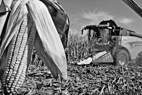 El productor maicero eligió buenos híbridos y logró soportar la presión de las malezas