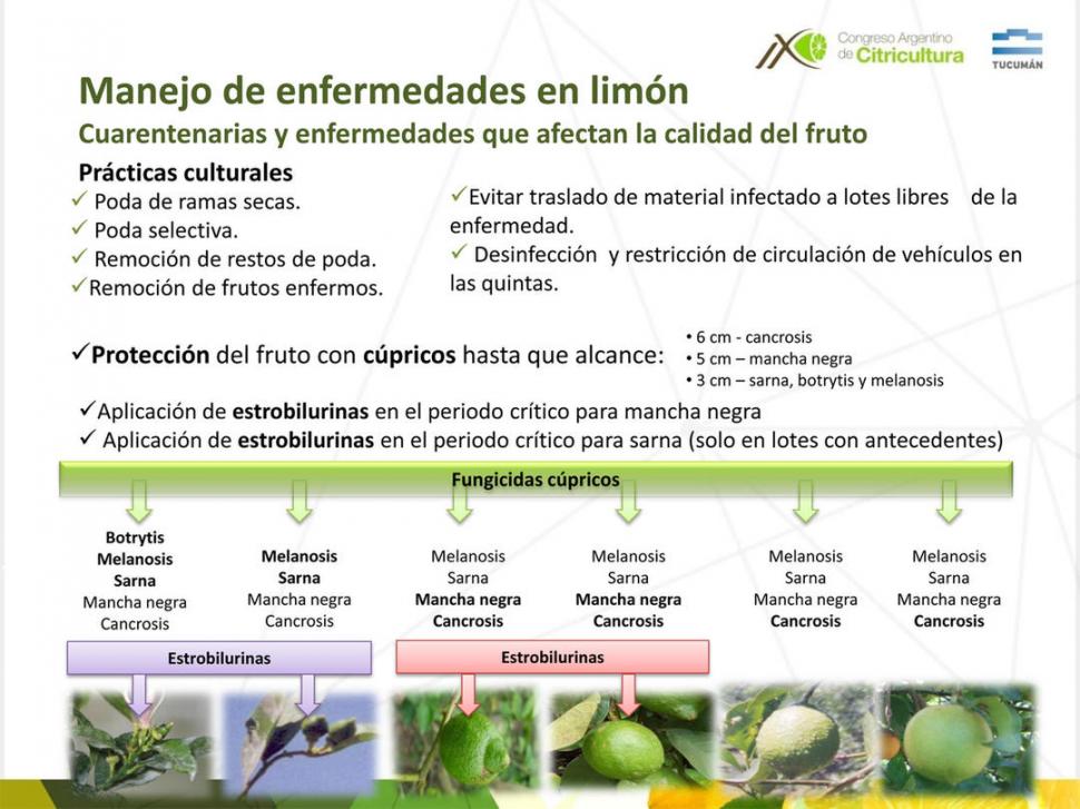 Experiencias de manejo de mancha negra, cancrosis y sarna en limones de Tucumán