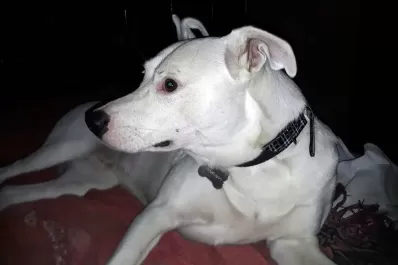 Rescate y adopción: conocé algunos de los perritos que buscan hogar