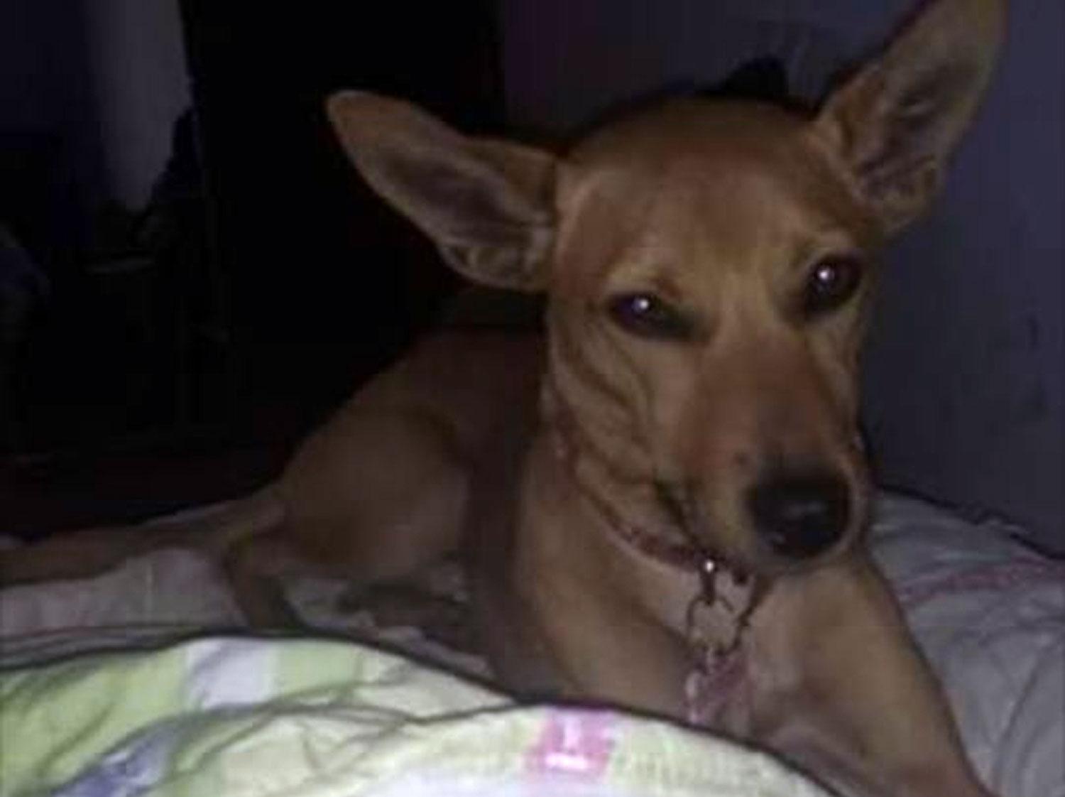 PERDIDA. Lupe se perdió el 05/06, en Villa Carmela. Tenía un collar rosa. 