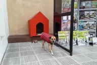 Fabrican cuchas para que los perros de la calle no pasen frío en el invierno